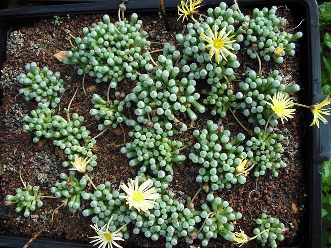 FENESTRARIA AURANTIACA
