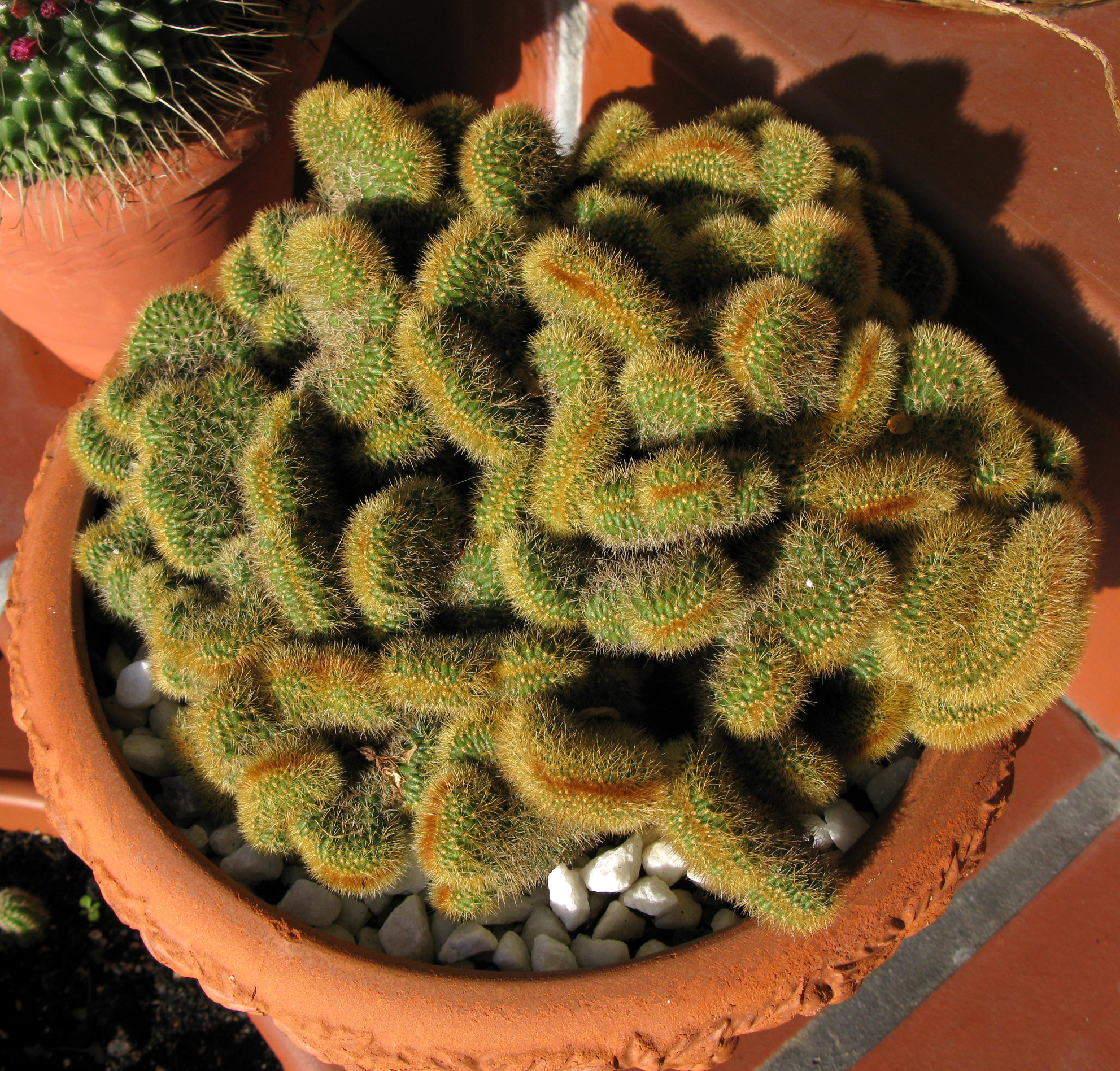 152. Cleistocactus winteri f cristata.jpg
