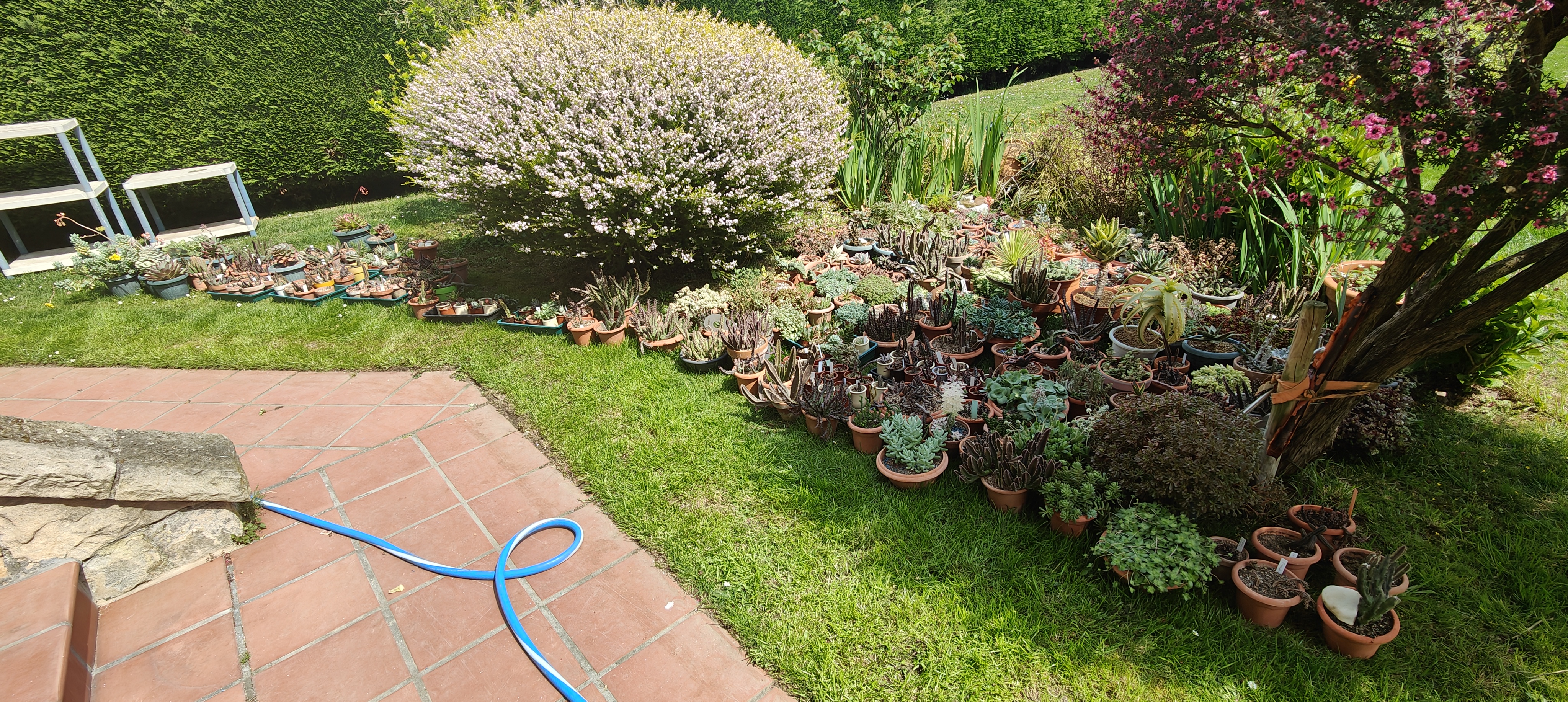 Hoy les ha dado a mi marido y a mi hija por limpiar con la karcher los balcones, el alero y el suelo del porche que utilizo como miniinvernadero. He tenido que colocar todas las plantitas en el suelo del jardín y vaciar el porche.<br />Mañana toca regarlas y volverlas a colocar en su sitio. Pero lo haré poco a poco. Sólo en esa parte hay más de 400 macetas. Voy a aprovechar para contarlas.