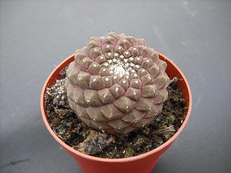 COPIAPOA HYPOGAEA