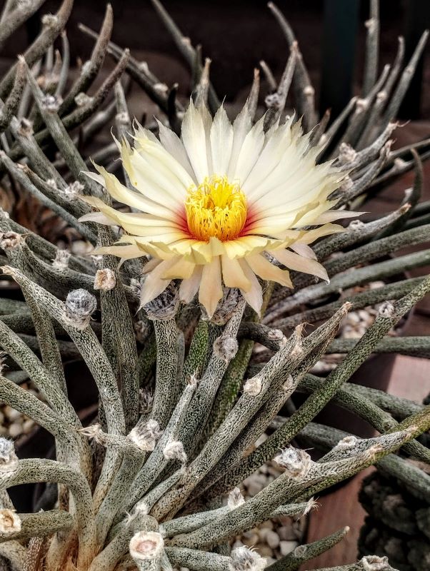 Astrophytum (Digitostigma) caput medusae