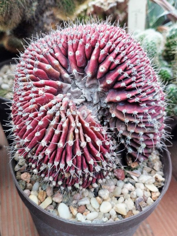 Gymnocalycium mihanovichii