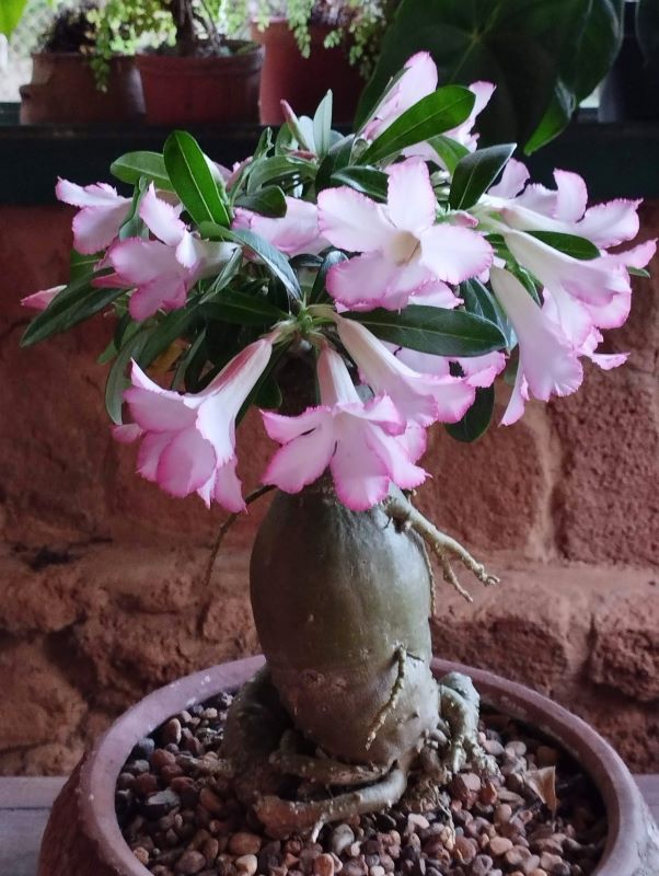 Adenium obesum (otro ángulo)