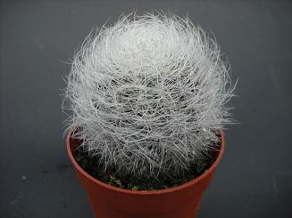 NEOPORTERIA GEROCEPHALA