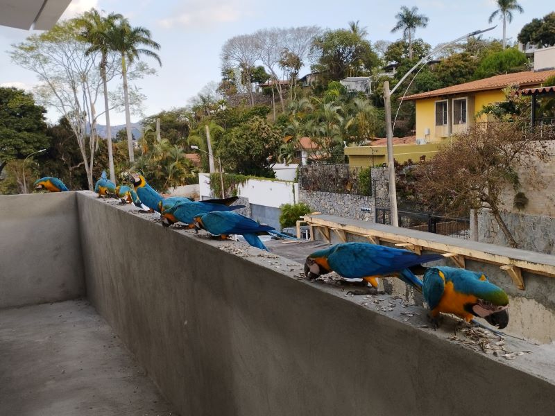 Guacamayas azules y amarillas (Ara ararauna)