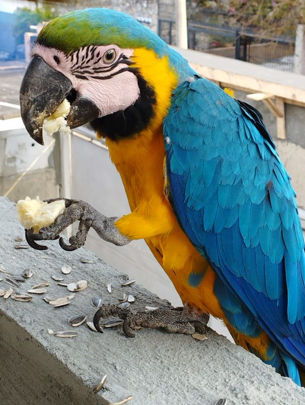 Guacamaya azul y amarillo (Ara ararauna)