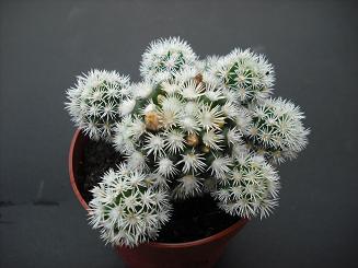 MAMMILLARIA VETULA  SSP. GRACILIS