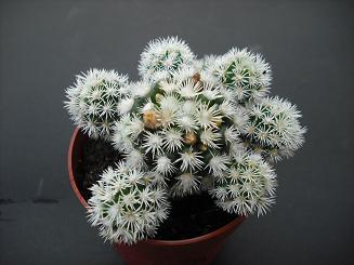 MAMMILLARIA VETULA  SSP. GRACILIS