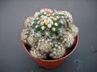 MAMMILLARIA GRACILIS cultivar