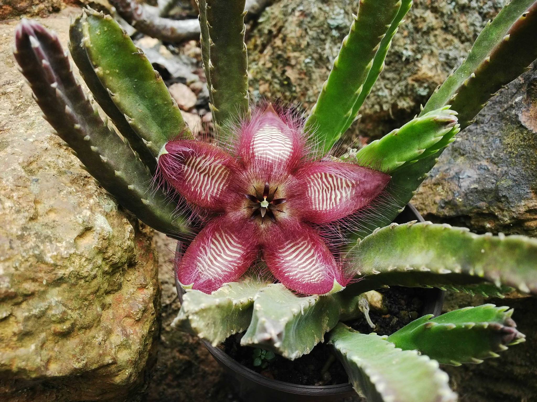 Stapelia grandiflora o similar