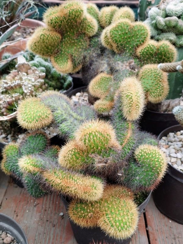 Cleistocactus samaipatanus f cristata