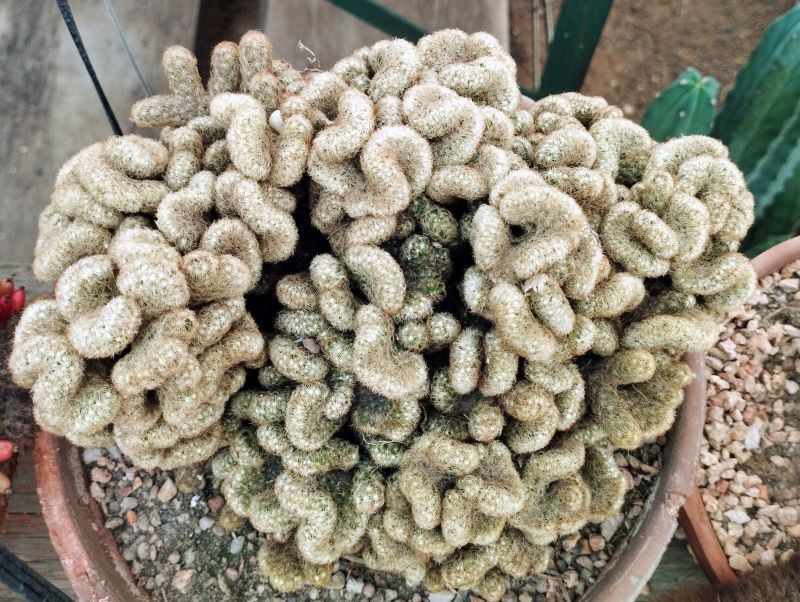 Mammillaria elongata f cristata