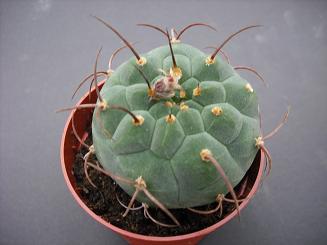 MATUCANA MADISONIORUM