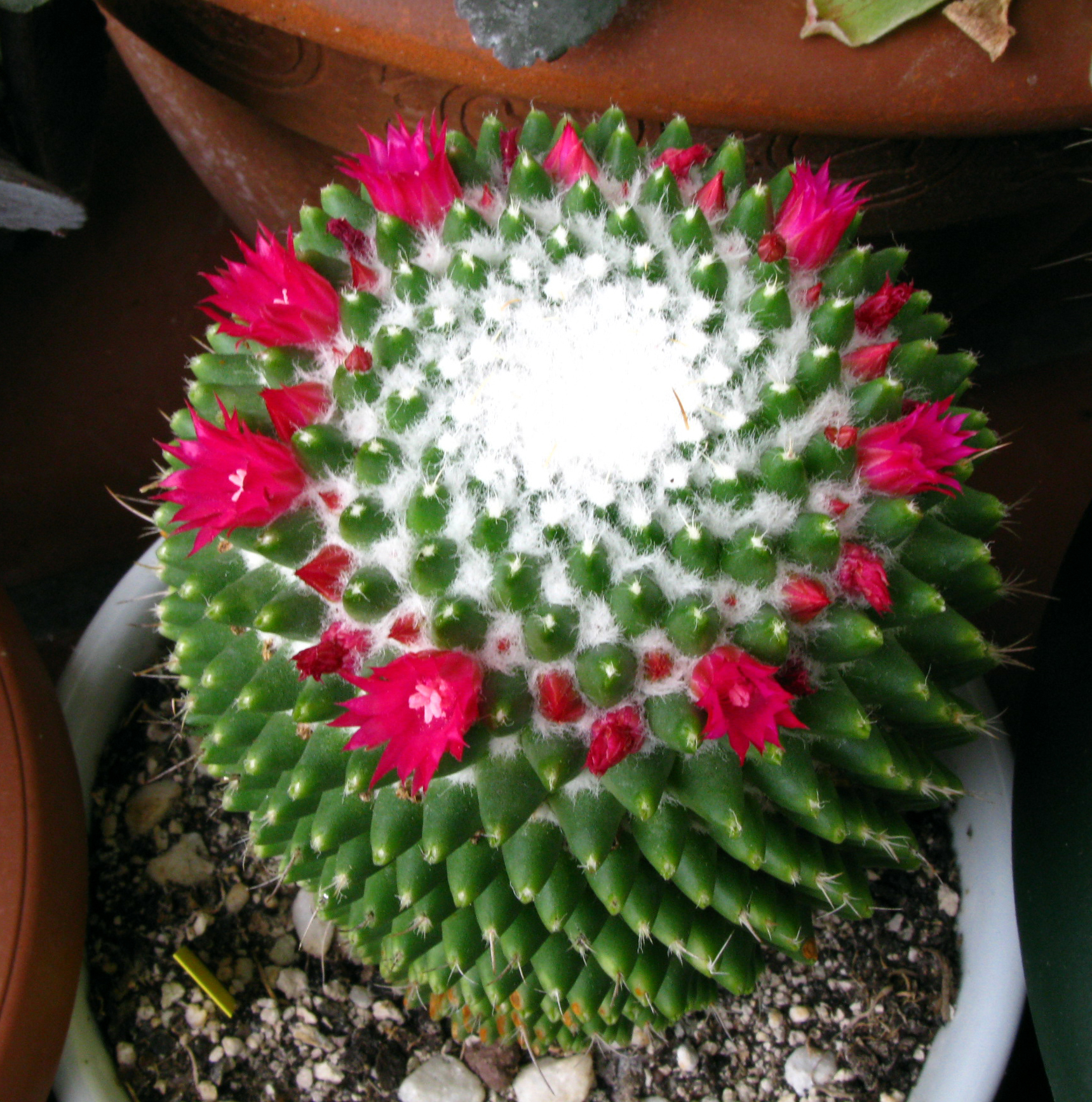 931. Mammillaria polythele v nudum.jpg