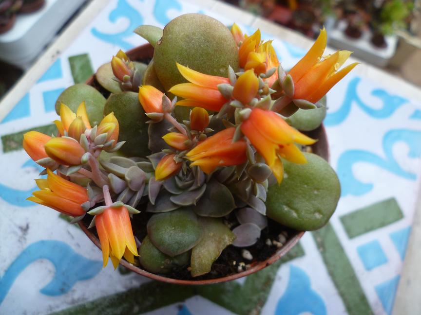 Echeveria diffractens.JPG