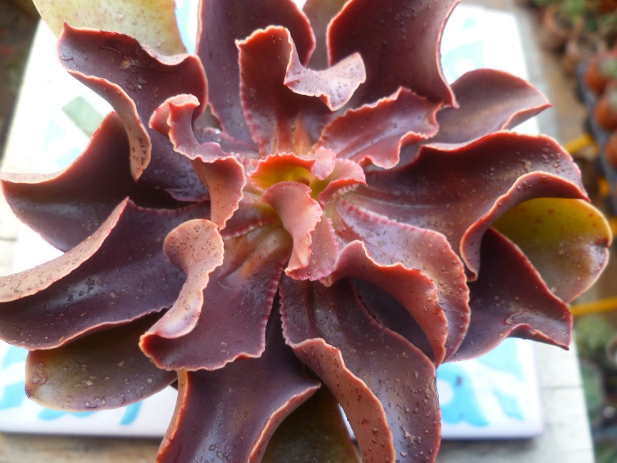 echeveria aurantiaca.JPG