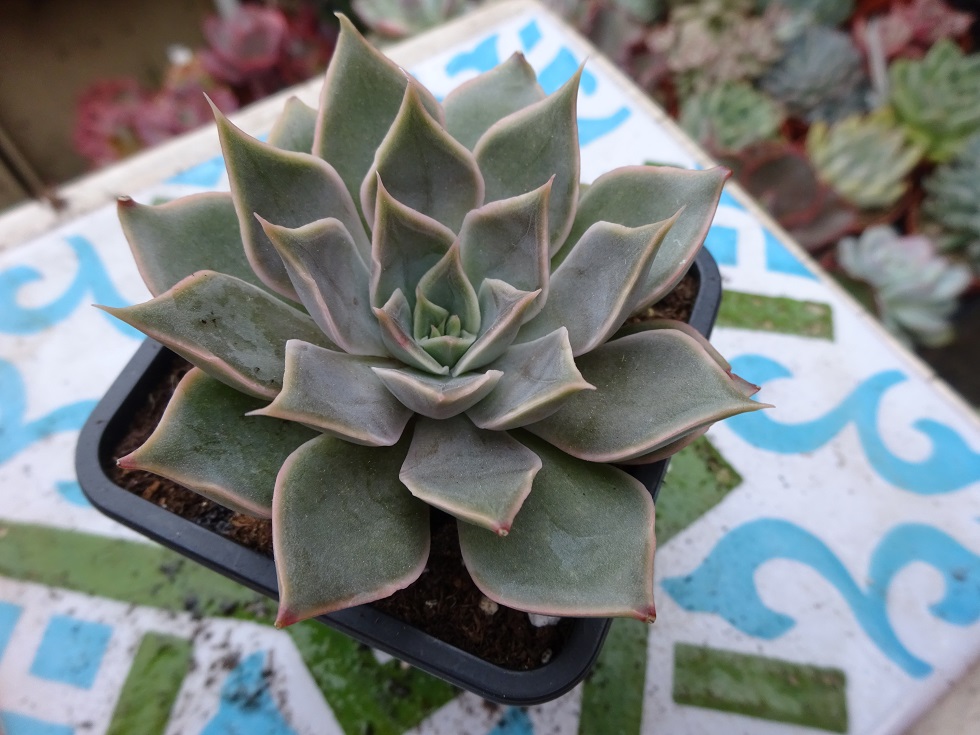 Echeveria Mensa.JPG