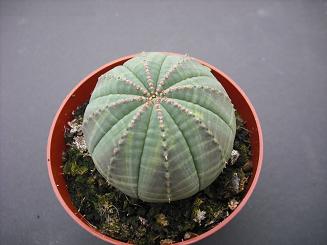 EUPHORBIA OBESA