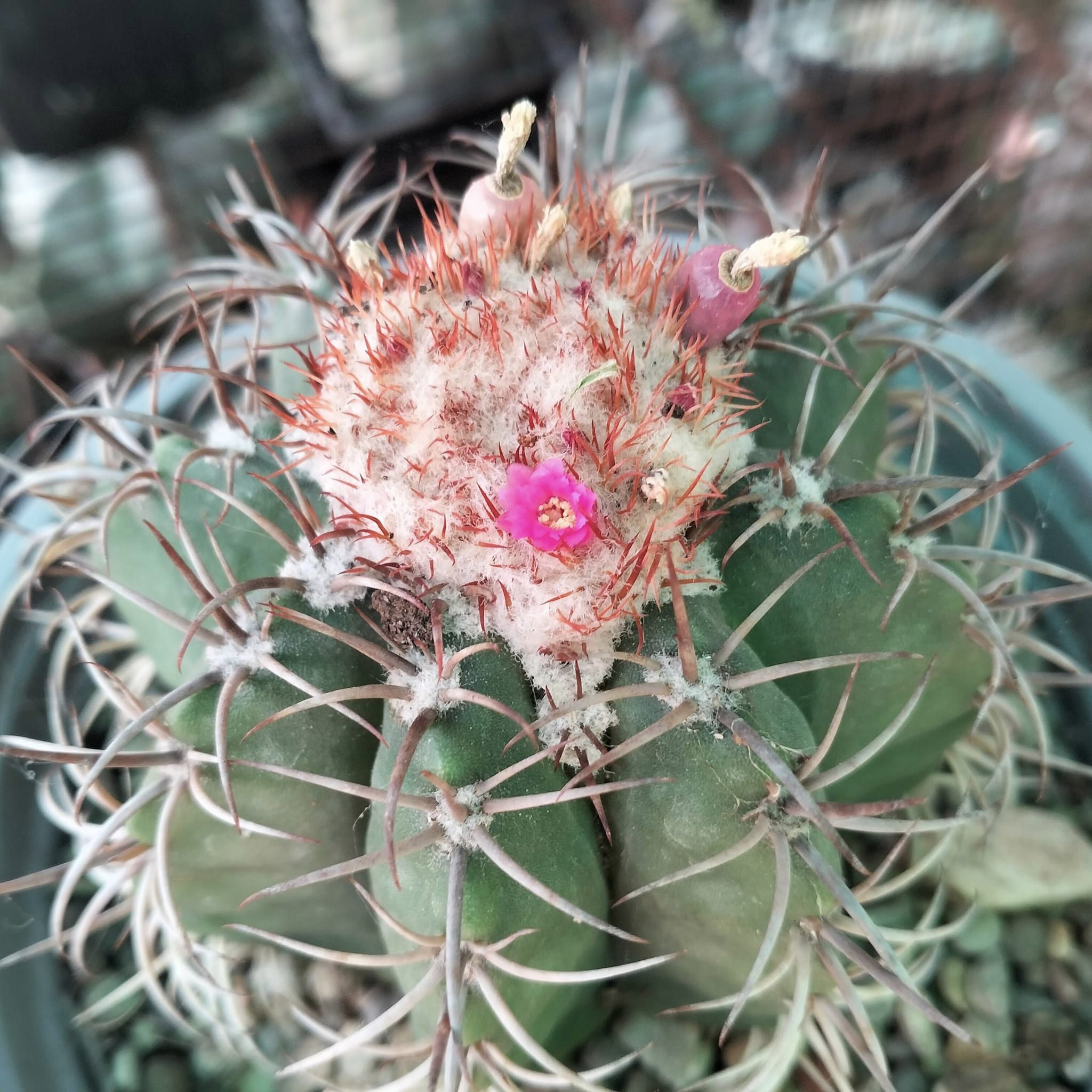 Pmelocactusflorecido.jpg