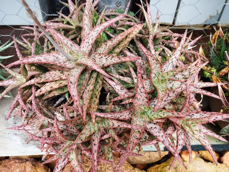 Aloe &quot;Pink Blush&quot;