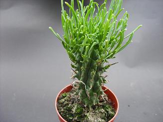 EUPHORBIA SCHOENLANDII