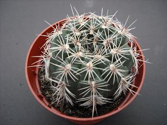 GYMNOCALYCIUM  BRUCHII