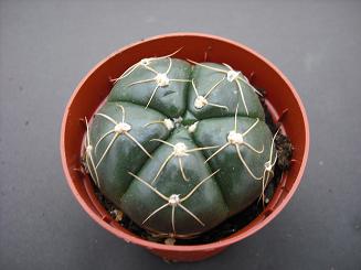 GYMNOCALYCIUM DENUDATUM