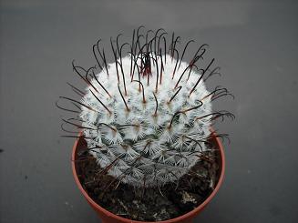 MAMMILLARIA PEREZ DE LA ROSA