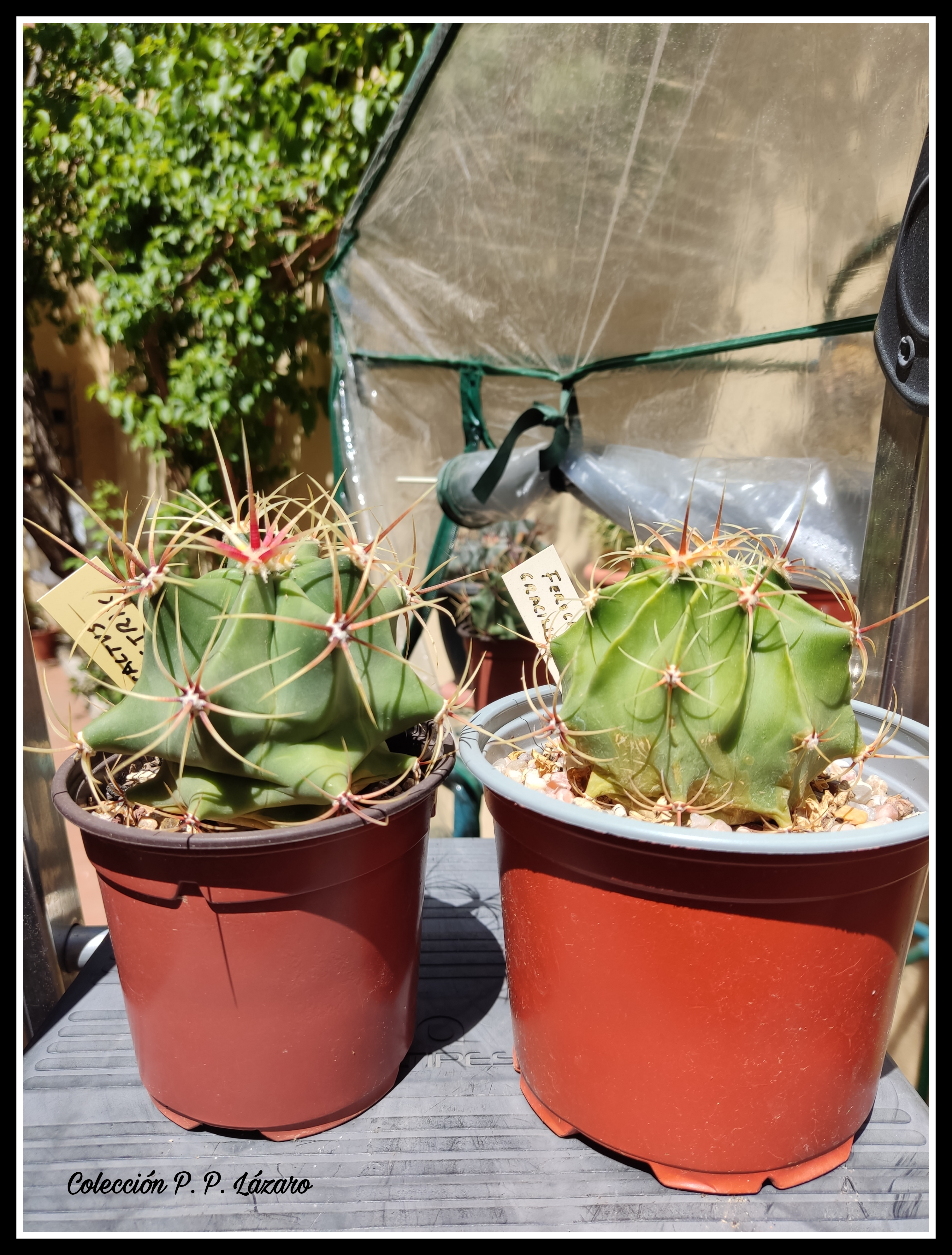 Feros 20230423 134150.png