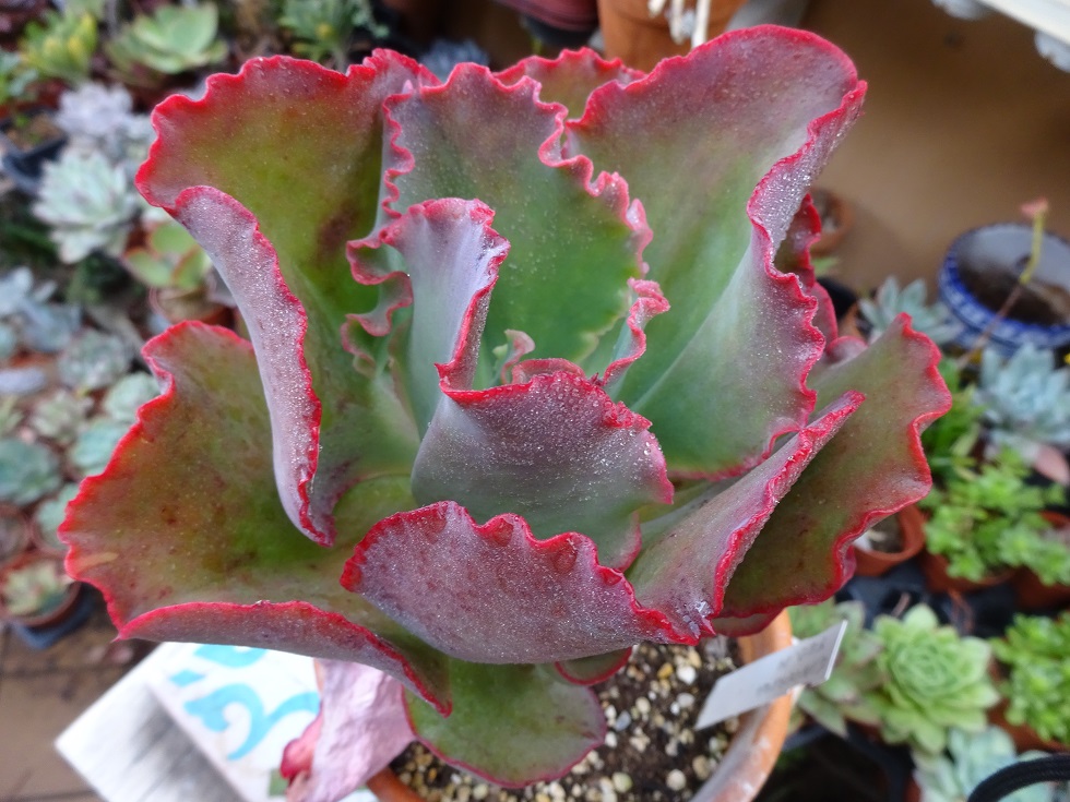Echeveria Cinderella.JPG