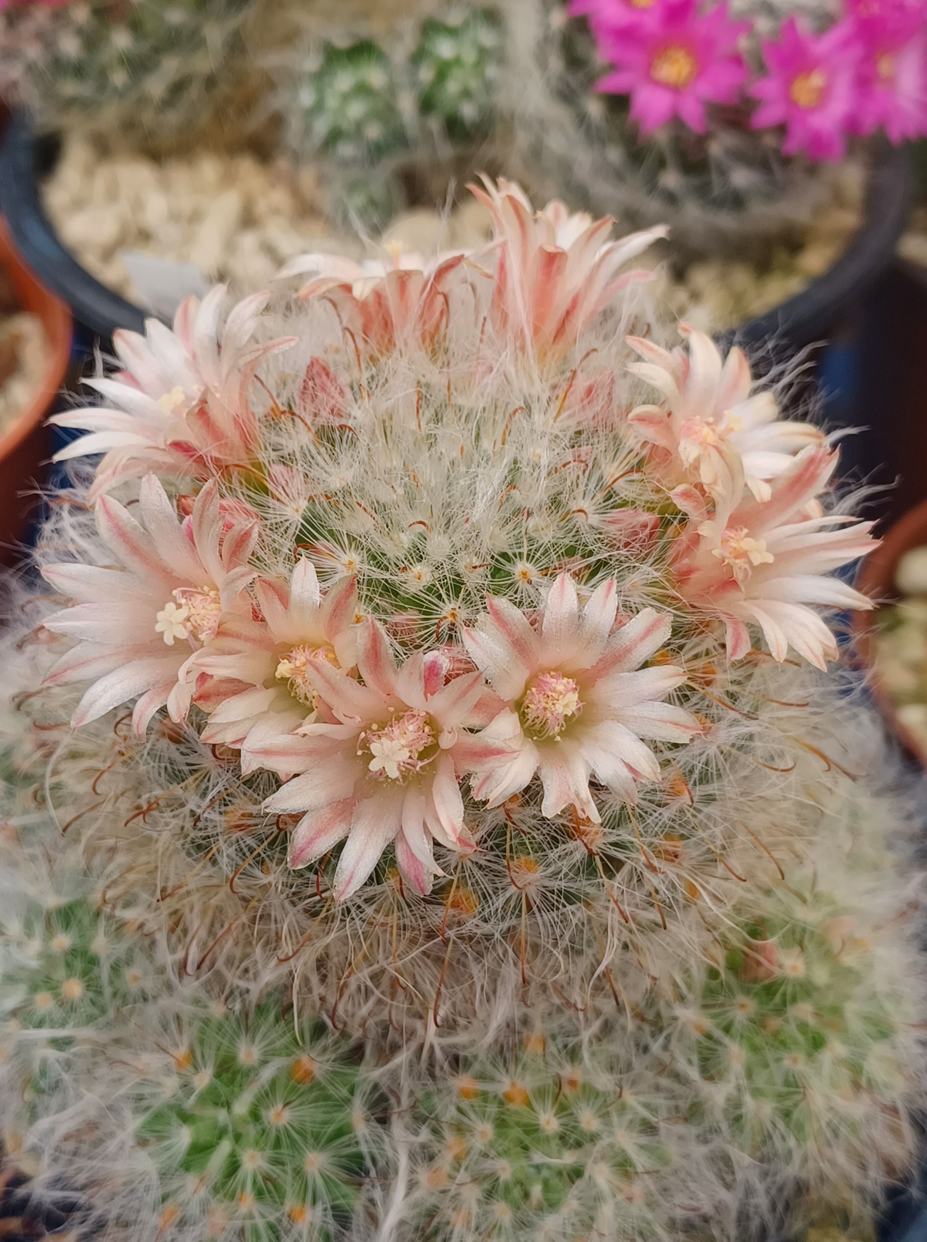 Mammillaria bocasana