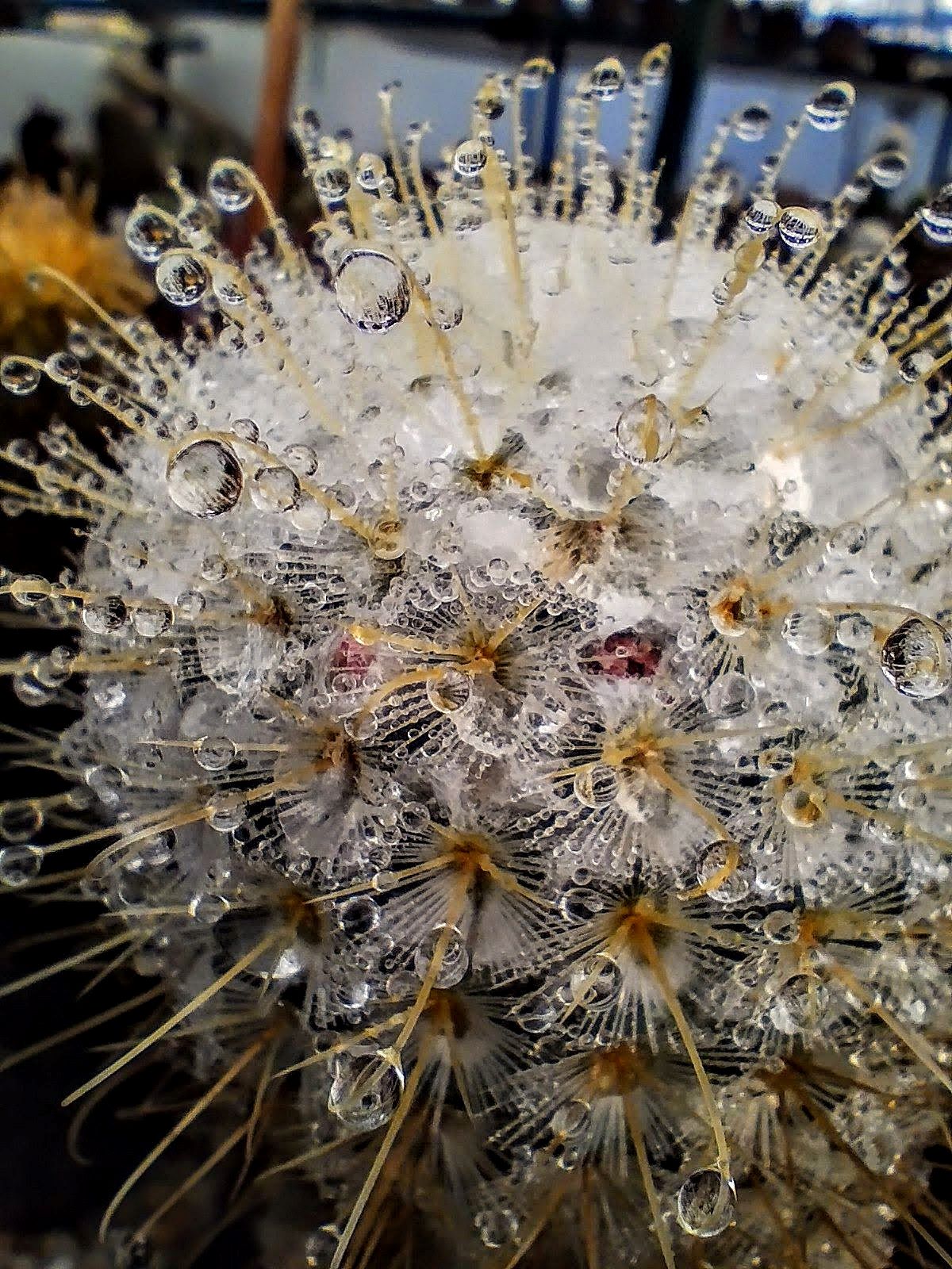 Mammillaria perezdelarosae v flavispina