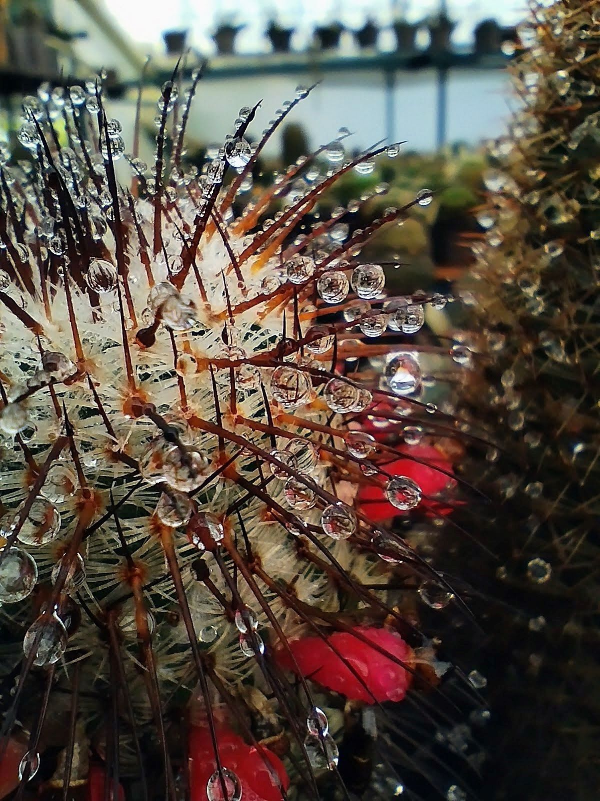 Mammillaria huitzilopochtli ssp niduliformis