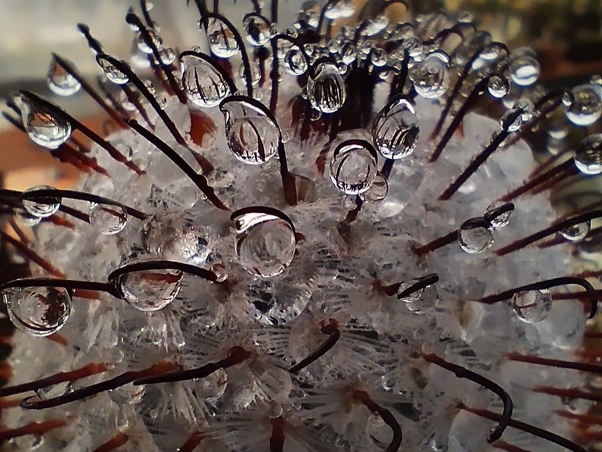 Mammillaria perezdelarosae