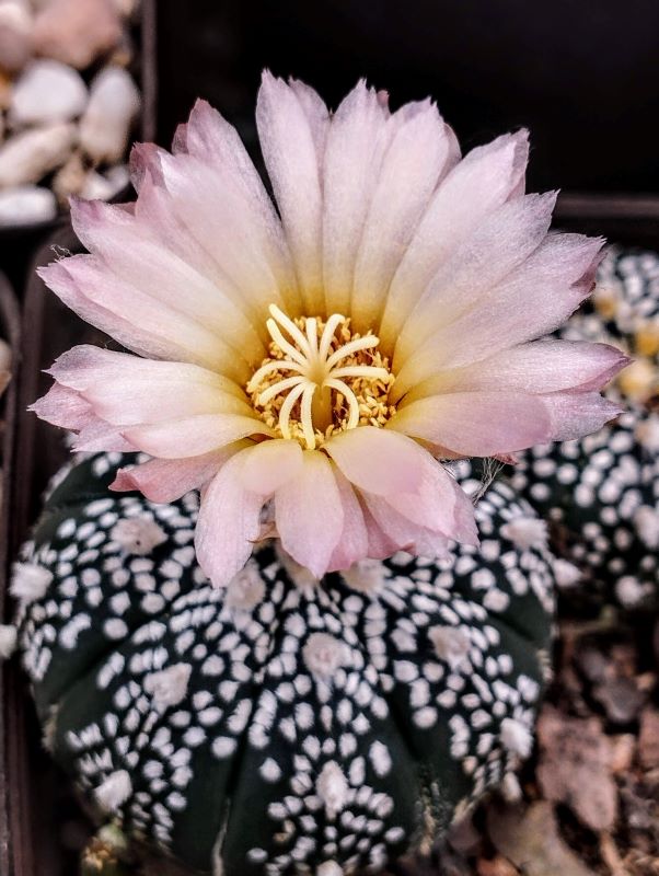 Astrophytum asterias cv Super Kabuto