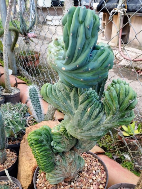 Myrtillocactus geometrizans f monstruosa
