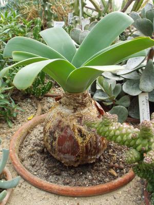 HAEMANTHUS ALBIFLOS