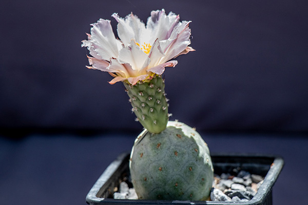 Tephrocactus geometricus-8.jpg