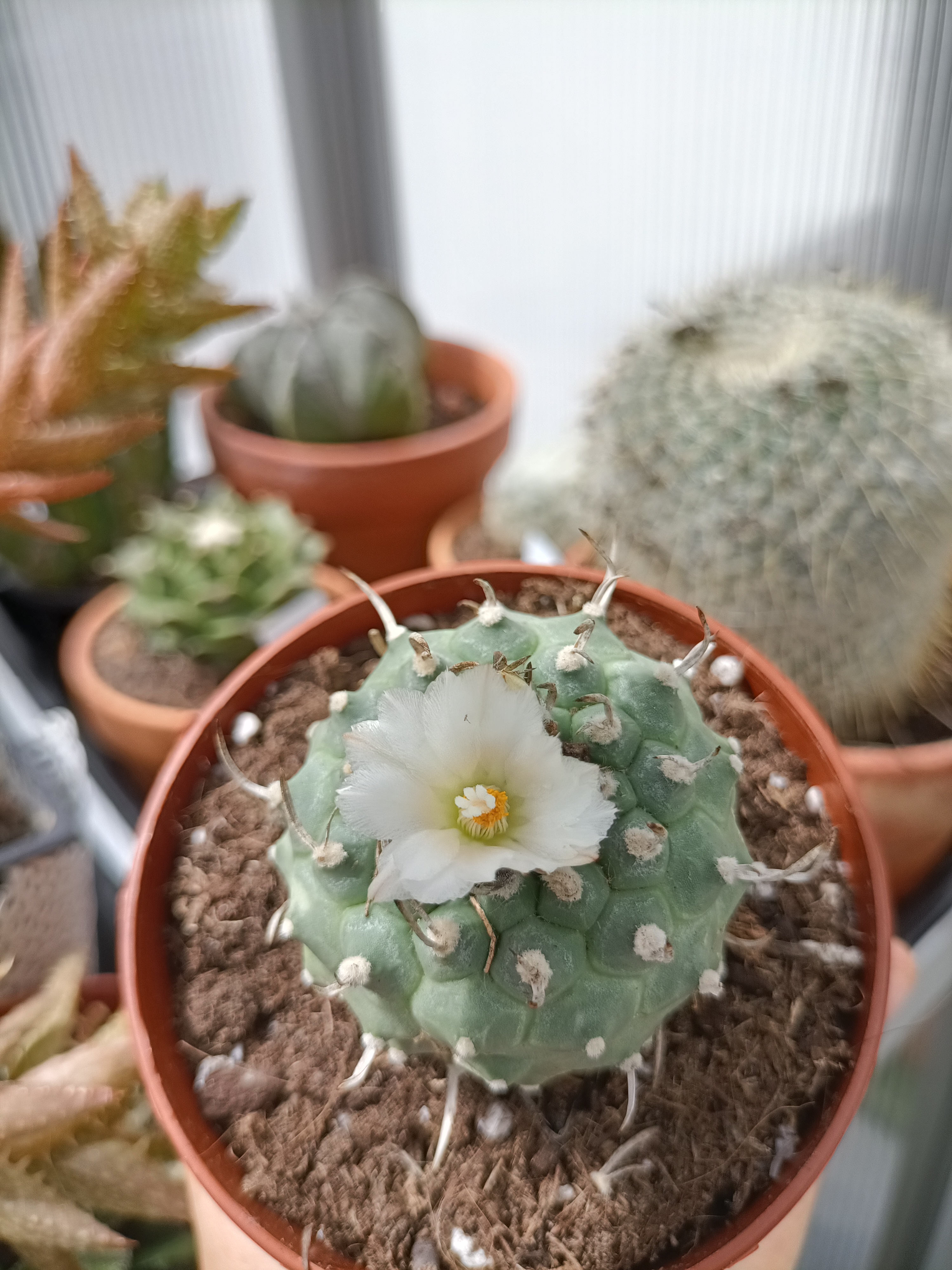 Turbinicarpus schmiedickeanus