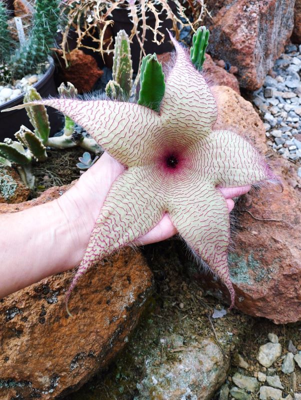 Stapelia gigantea