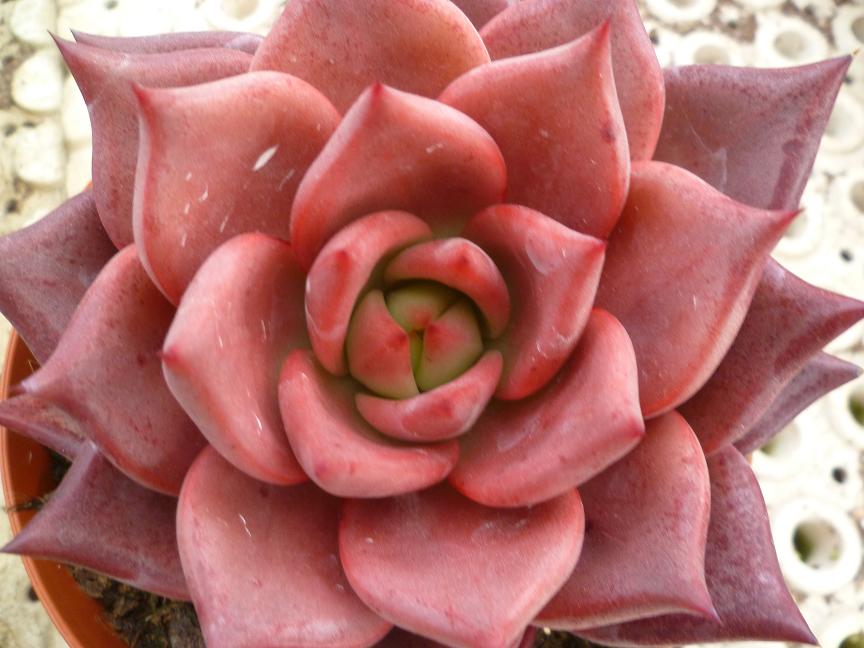 Echeveria  agavoides 'Romeo'.JPG