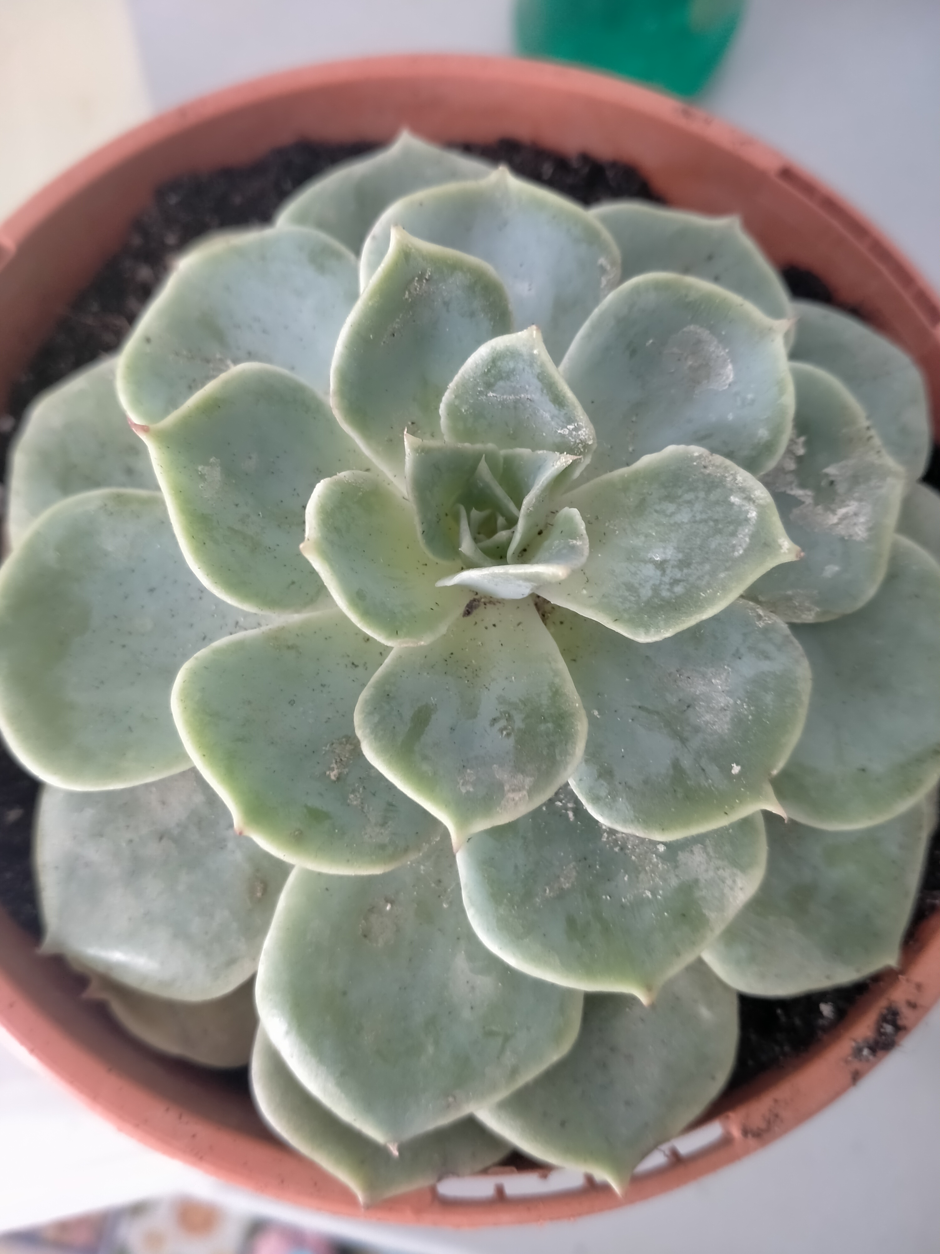 Echeveria lilacina?