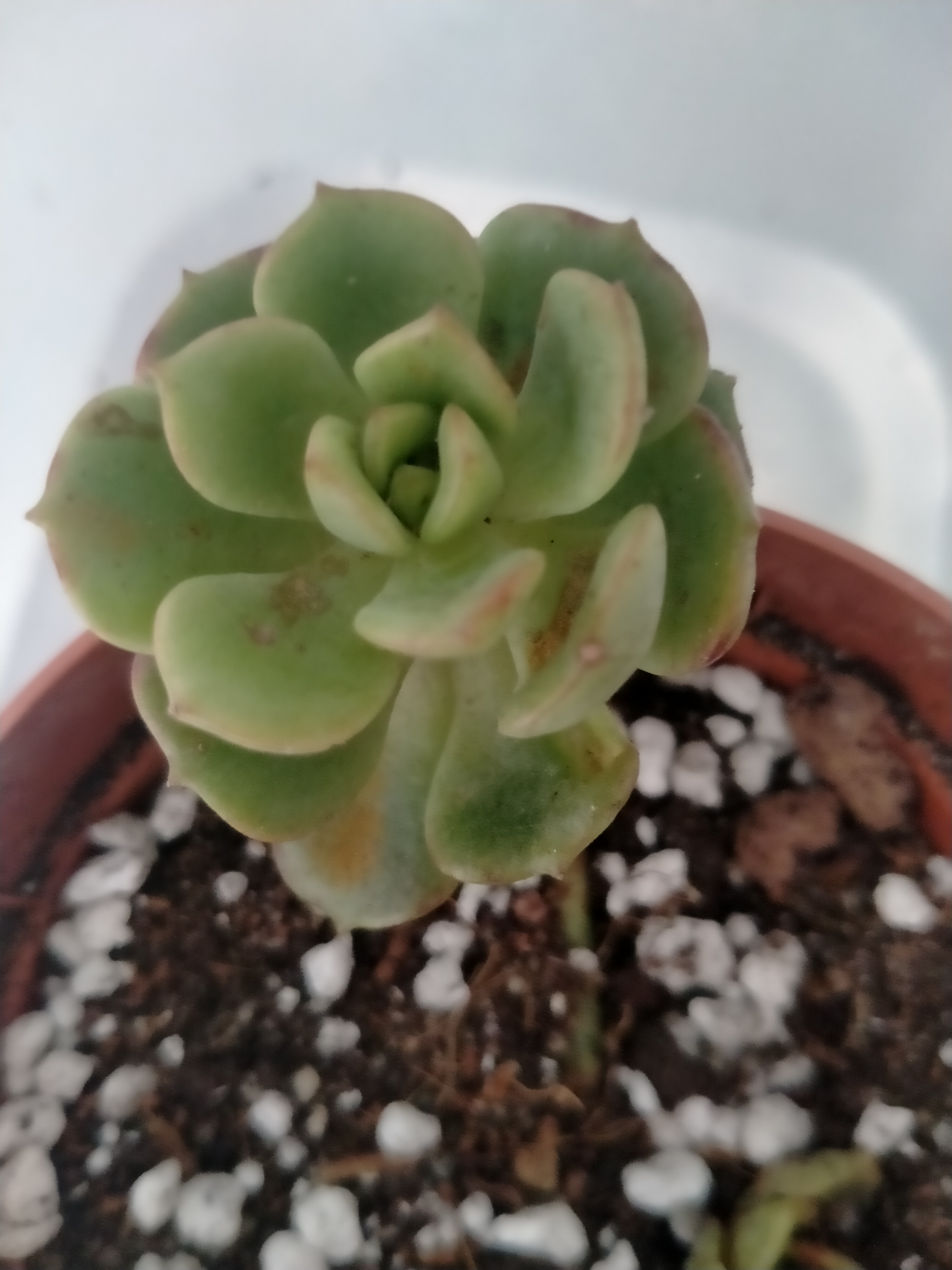 Aeonium kiwi?