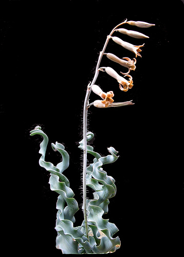 DIPCADI CRISPUM
