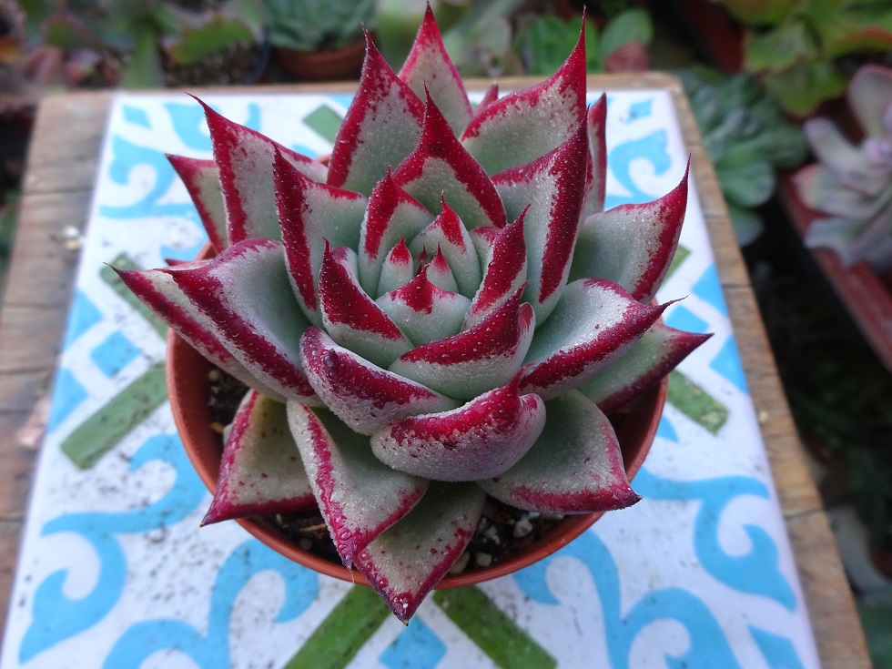 Echeveria agavoides Multifida San Francisco 8.JPG