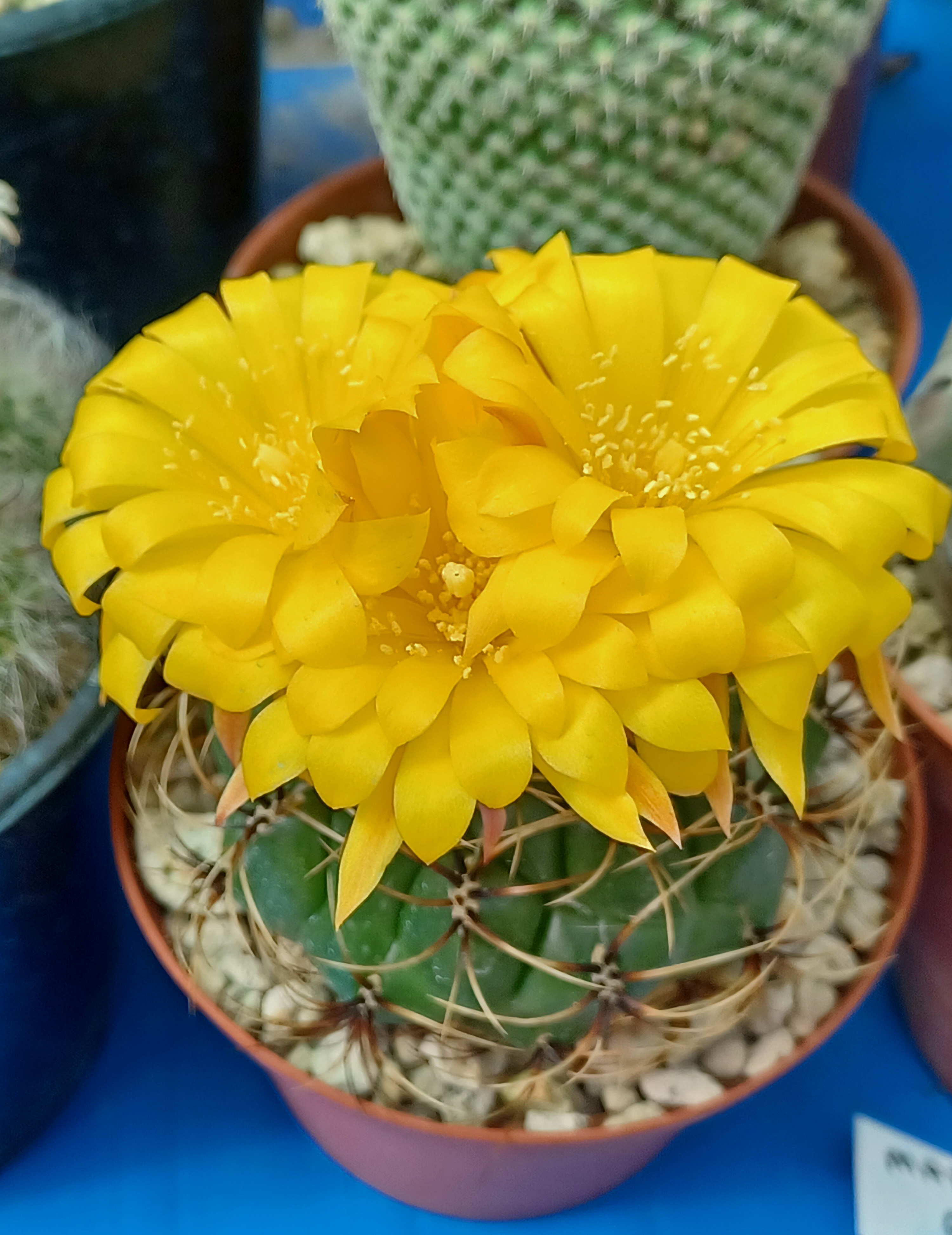 Matucana aureiflora, me tiene enamorada...