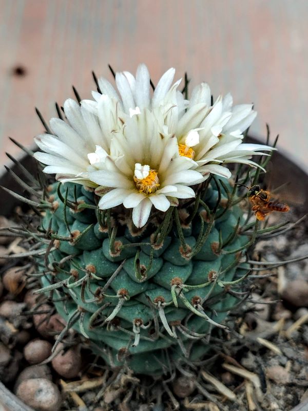 Turbinicarpus schmiedickeanus ssp macrochele