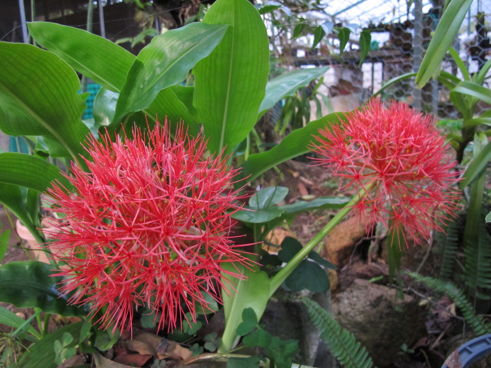 Bola de fuego (Scadoxus multiflorus)