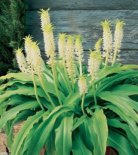 EUCOMIS AUTAMNALIS