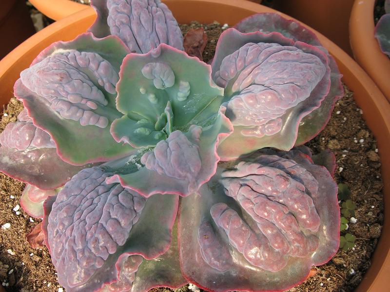 Echeveria Bumps.JPG